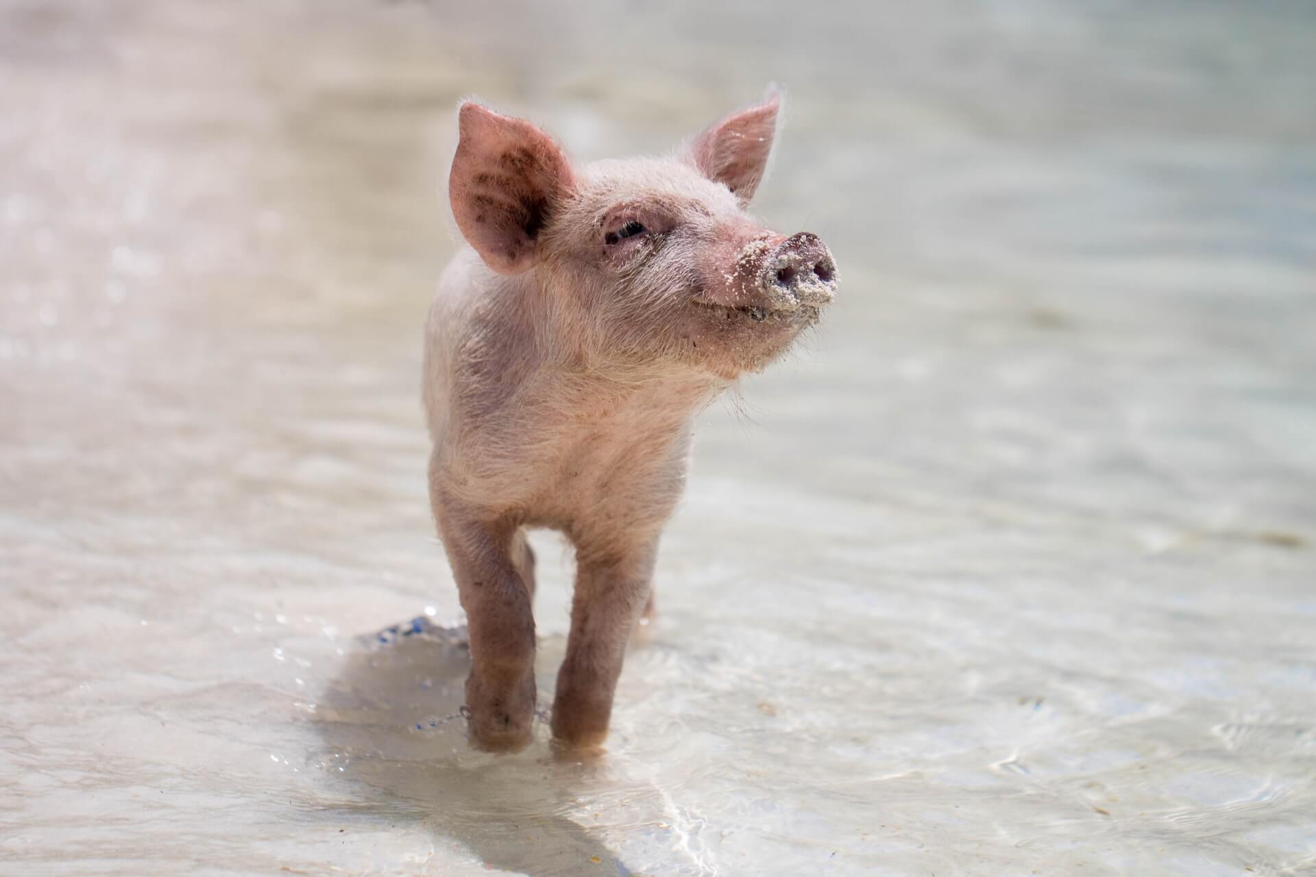 Explore And Find The Best Things To Do In The Bahamas: Vacation In Paradise 5 Exuma, The Pig Beach ,The Bahamas