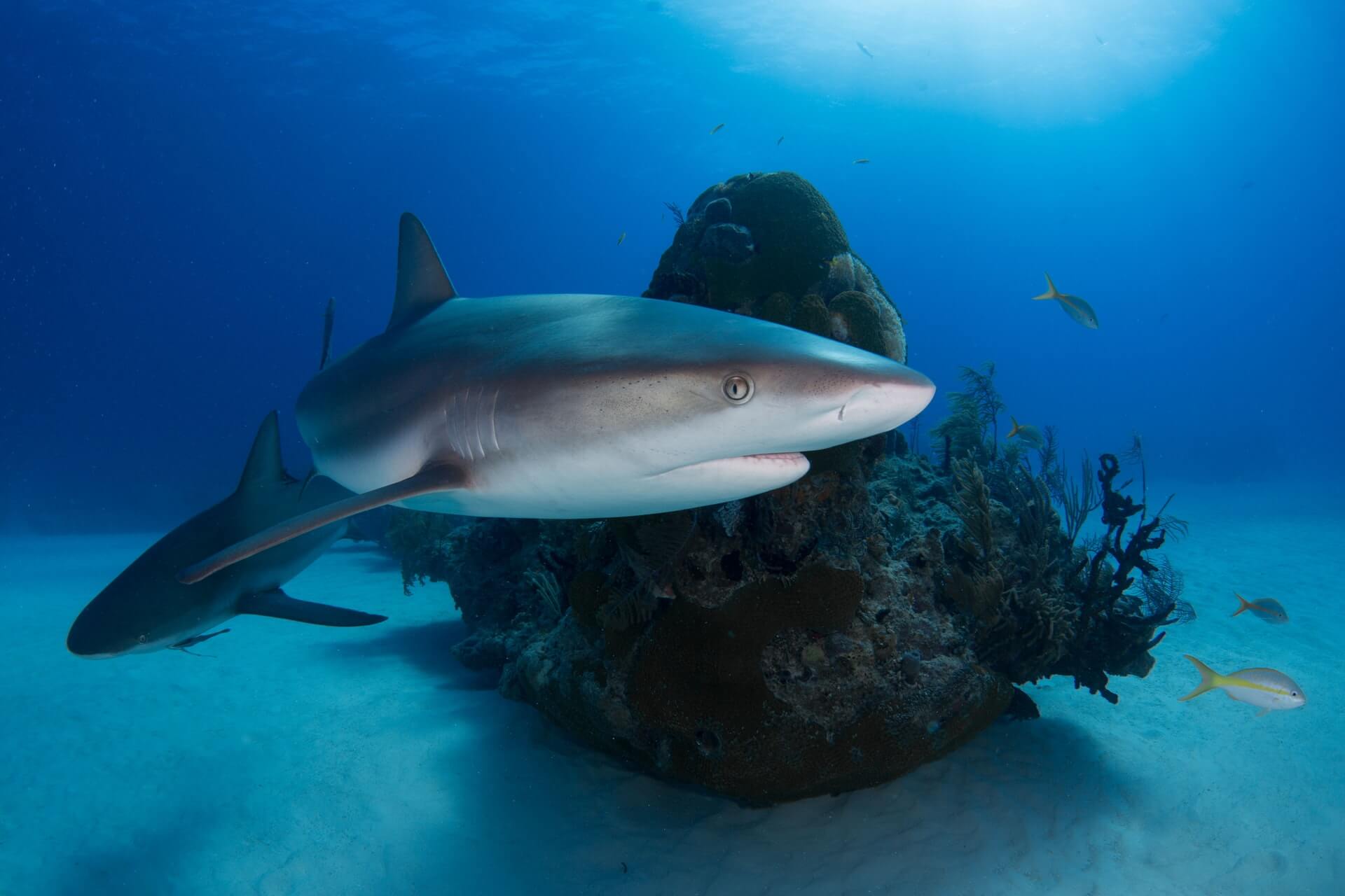 Explore And Find The Best Things To Do In The Bahamas: Vacation In Paradise 4 Grand Bahama, The Bahamas