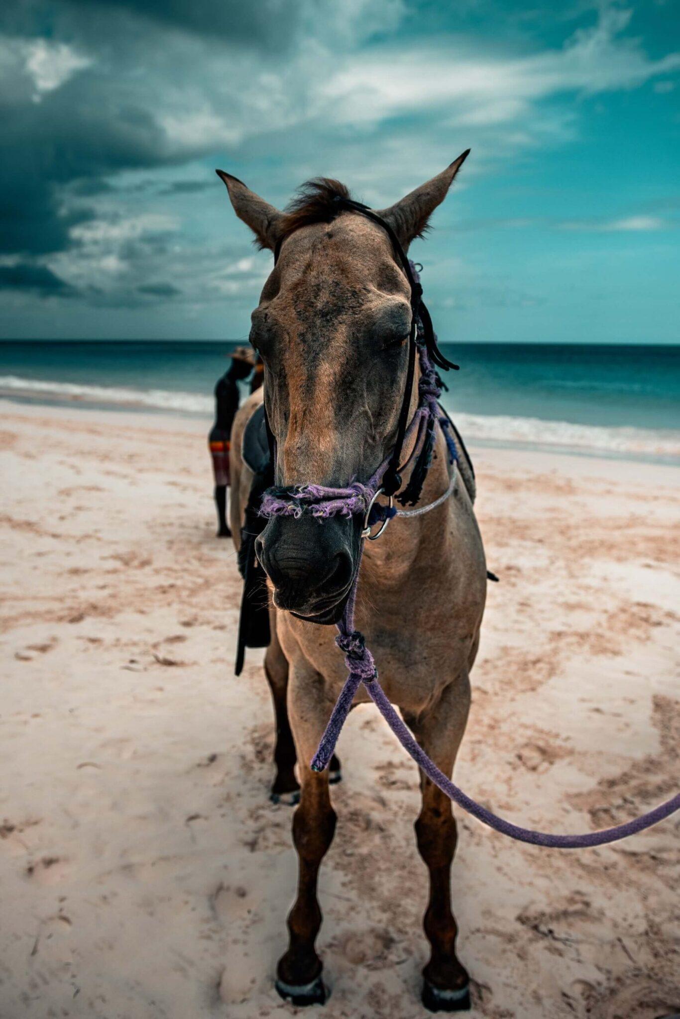 Explore And Find The Best Things To Do In The Bahamas: Vacation In Paradise 9 Pink Sands Beach, The Bahamas