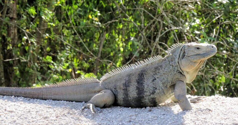thungs to do in the Cayman Islands