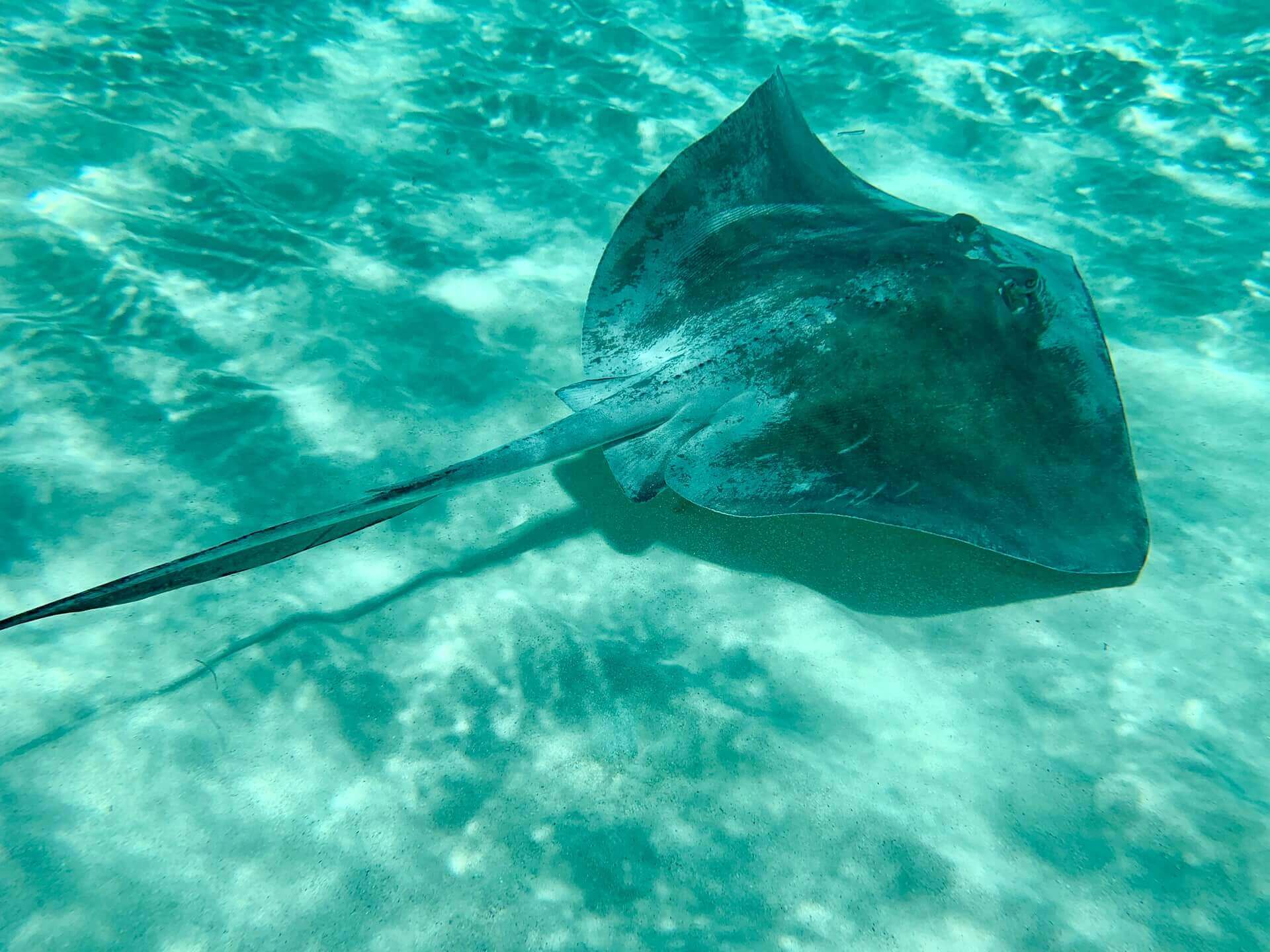 Plan Your Trip To Cozumel: Where Partiers and Relaxers Alike Find a New Home 14 trip to cozumel