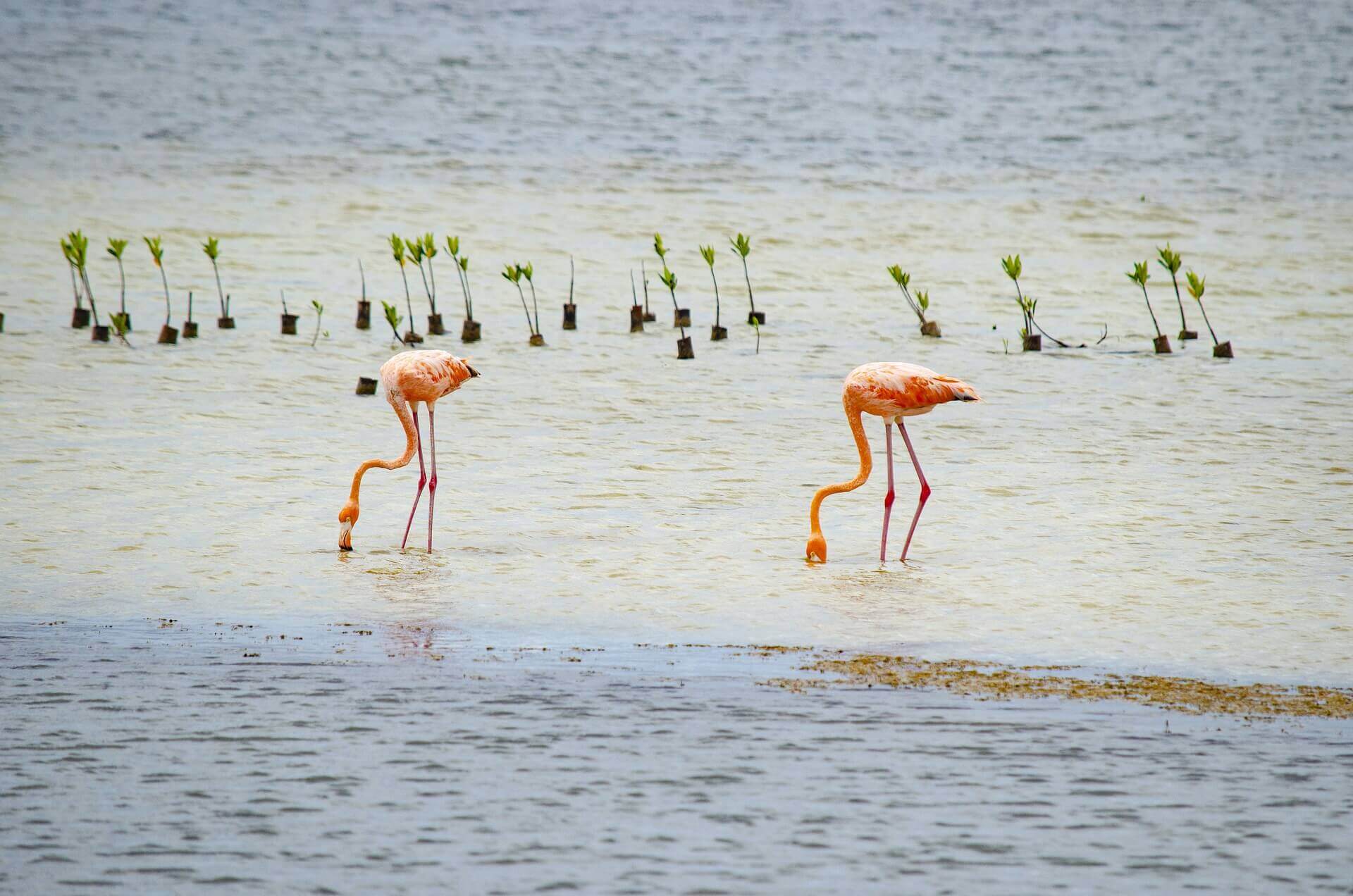 Plan Your Trip To Cozumel: Where Partiers and Relaxers Alike Find a New Home 21 flamingos on Cozumel