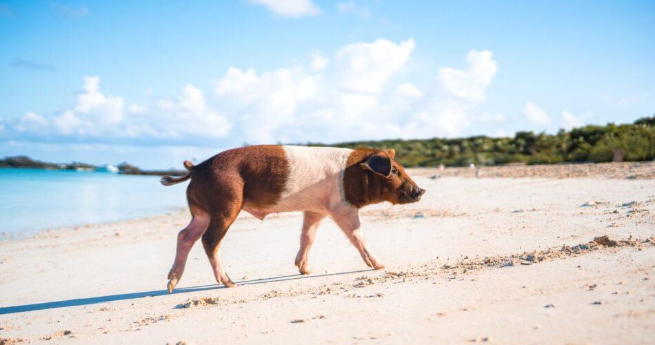 the best things to do in The Bahamas