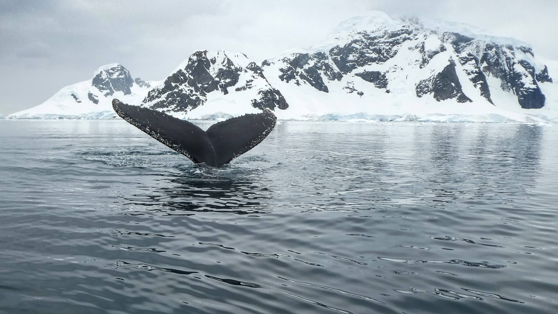How to Get Into Antarctica, Explained: The Ultimate Guide 13 Anvers Island, Antarctica