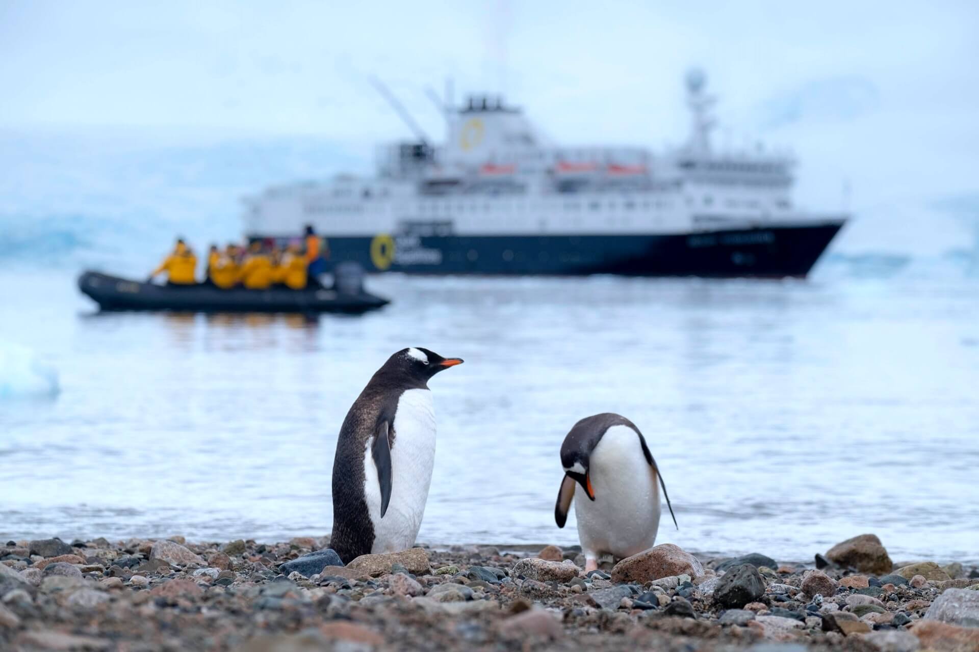 How to Get Into Antarctica, Explained: The Ultimate Guide 14 Danco Island, Antarctica
