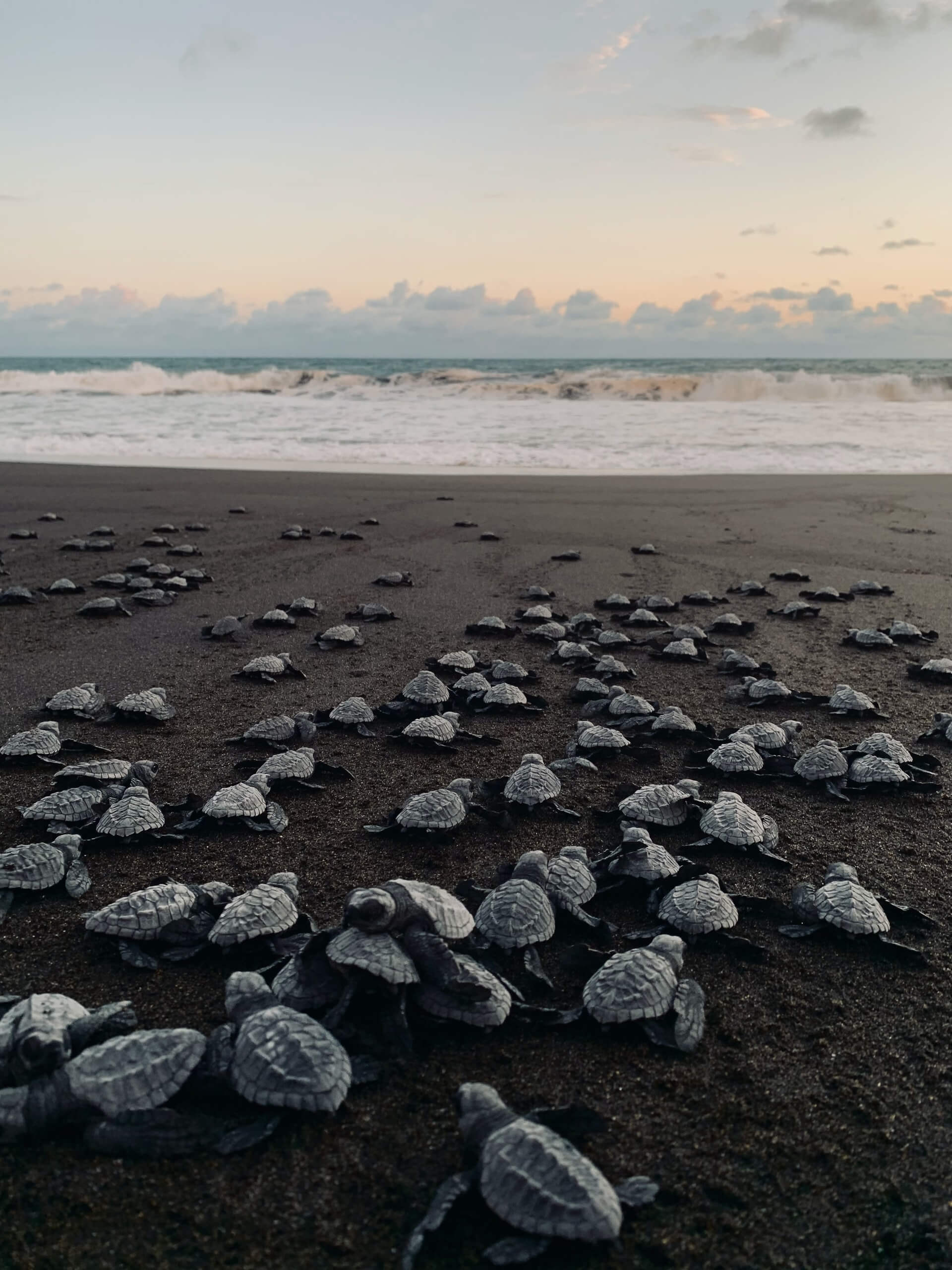 Monterrico, Guatemala