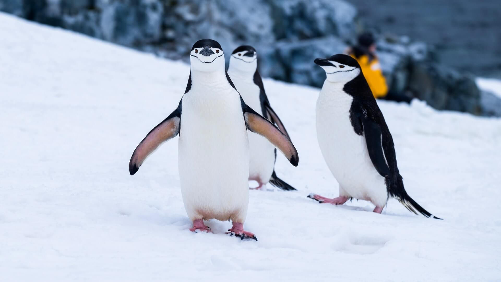 How to Get Into Antarctica, Explained: The Ultimate Guide 8 Two Hummock Island, Antarctica