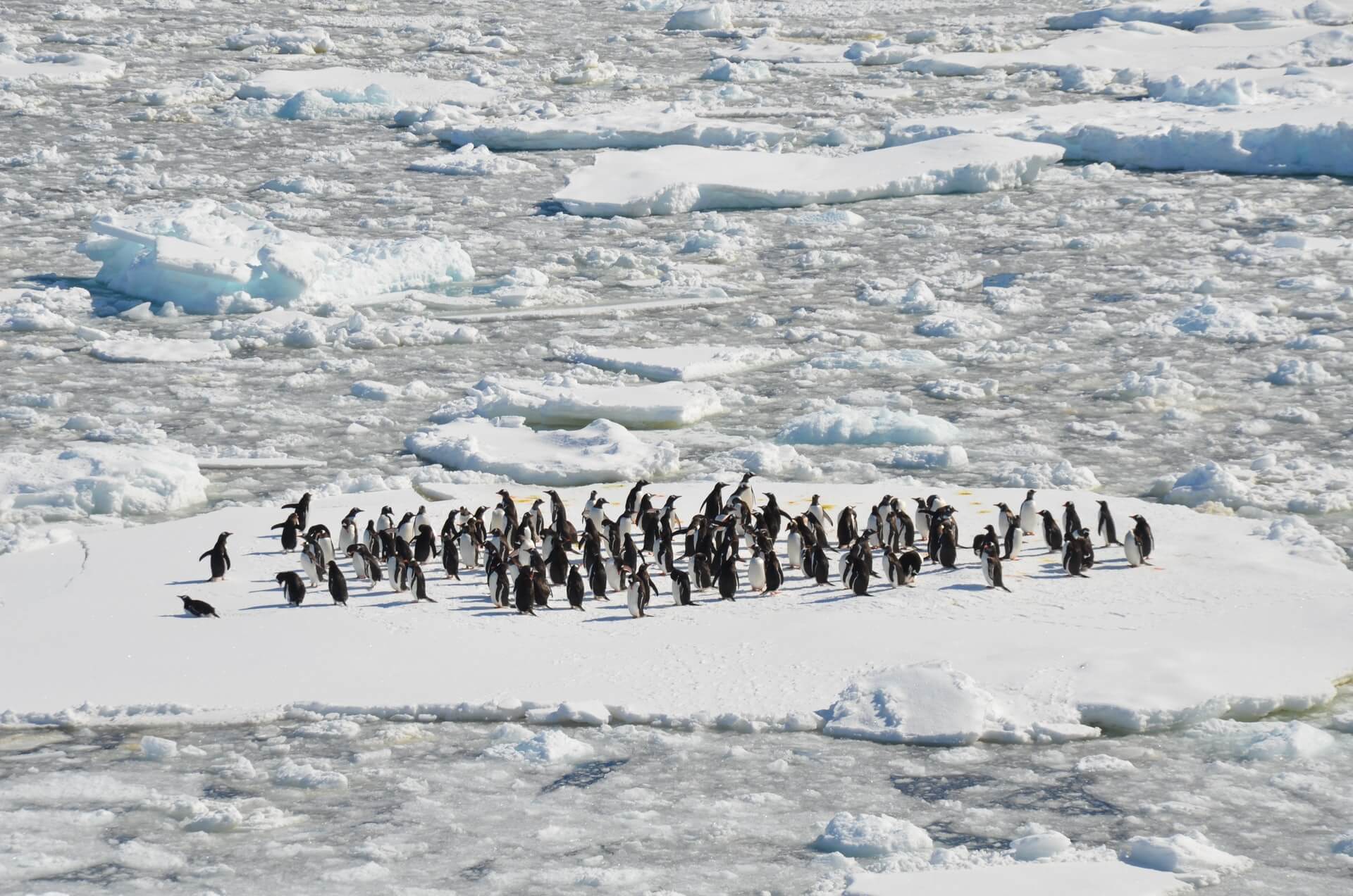 How to Get Into Antarctica, Explained: The Ultimate Guide 15 how to get into antarctica 1