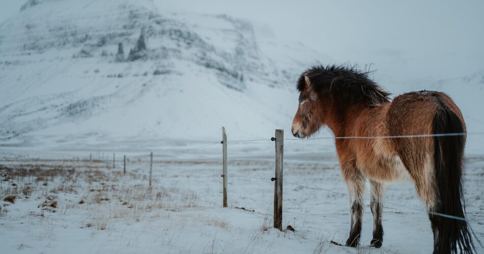 best time of year to visit iceland