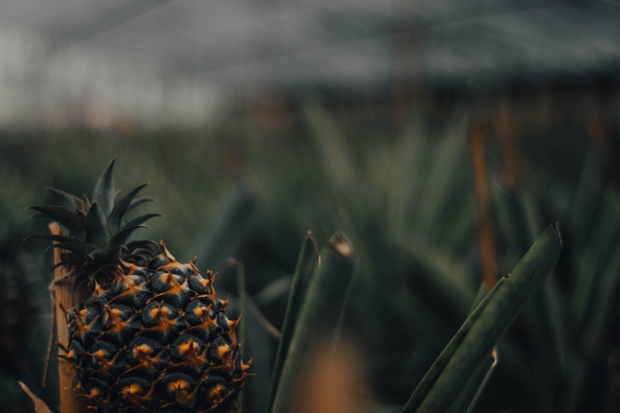 brown pine cone in tilt shift lens