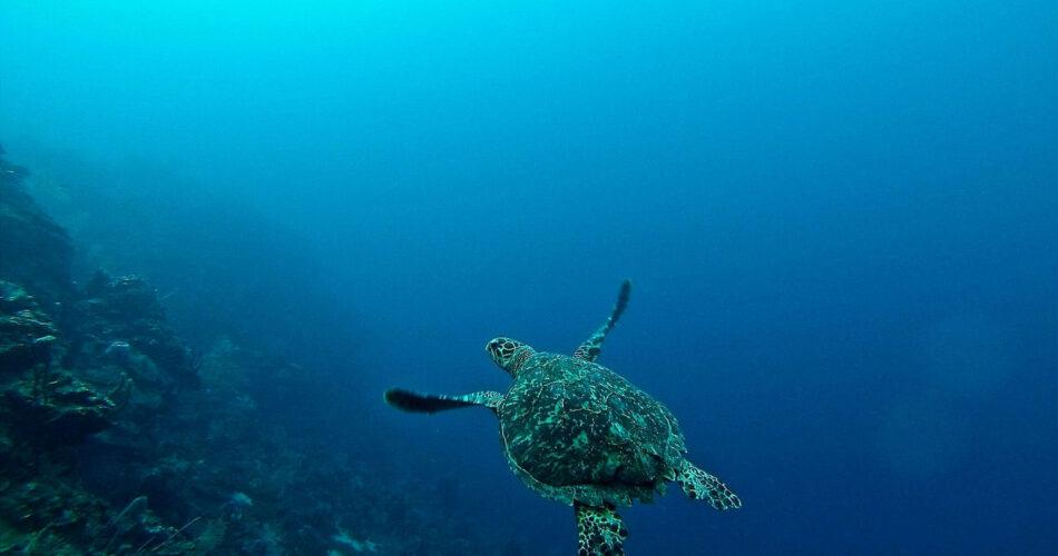 things to do in roatan honduras