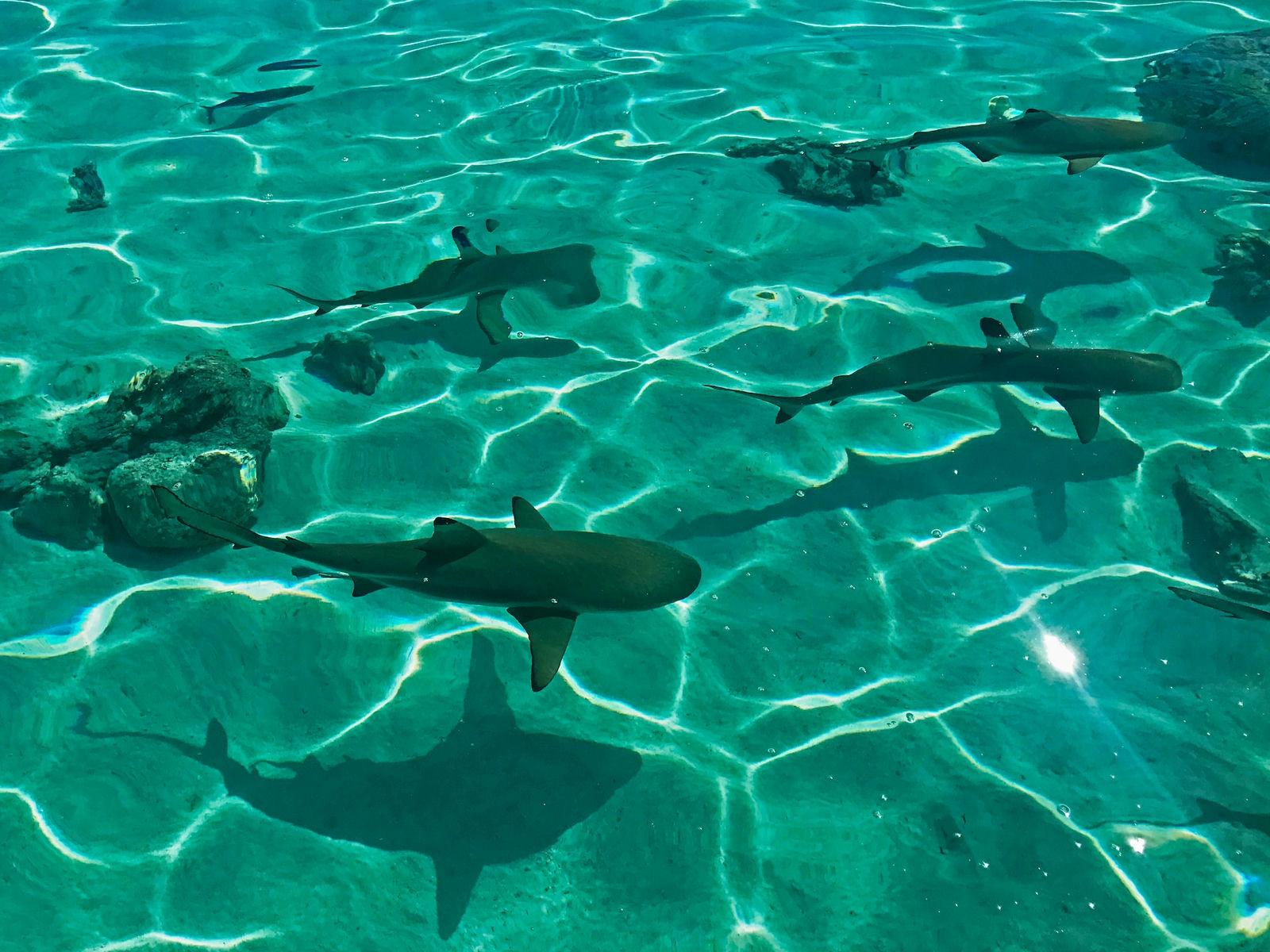 Sharks in Bora Bora Sharks in Bora Bora