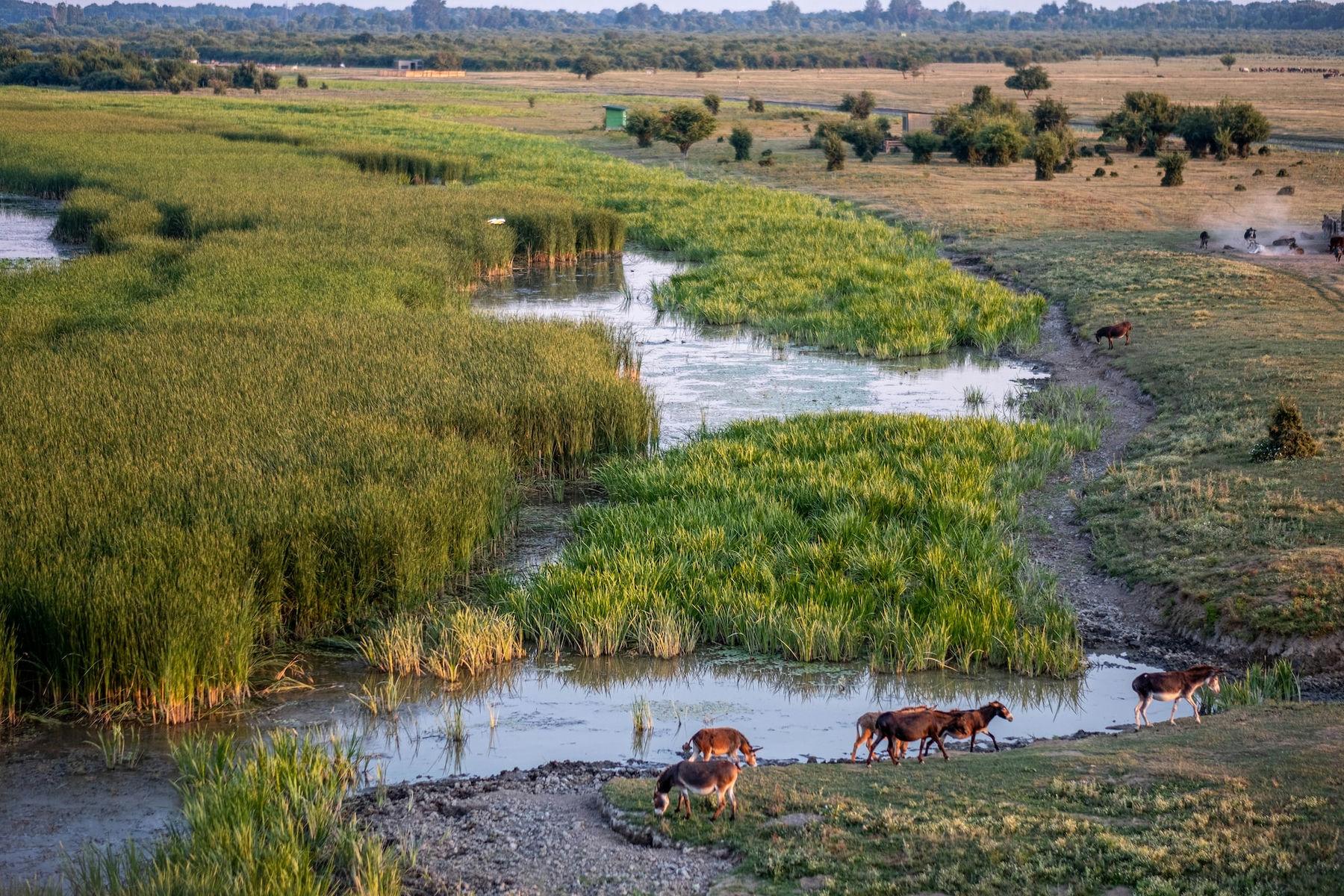 Zasavica, Serbia Zasavica, Serbia