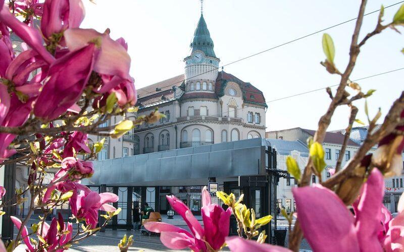 pink flowers near gray concrete building during daytime